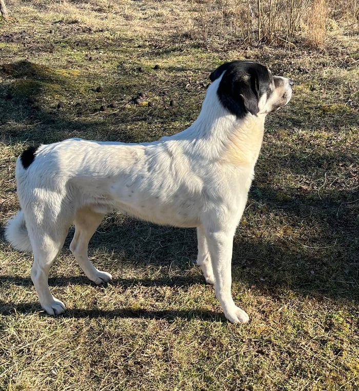 Anatolian Shepherd  (Female) image