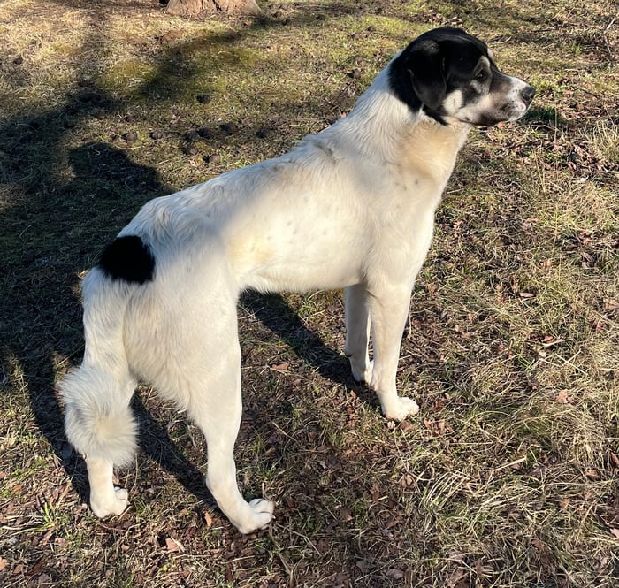 Anatolian Shepherd (Male) image