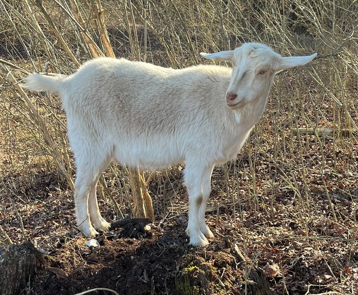 Kiko Goat (Doe) image