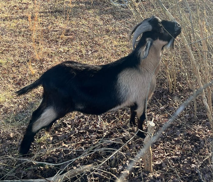 Kiko Goat (Buck) image