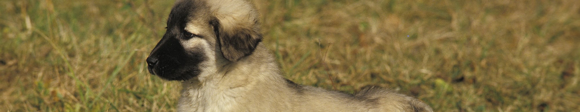 banner-anatolian-shepherd-puppy-standing-in-grass-banner